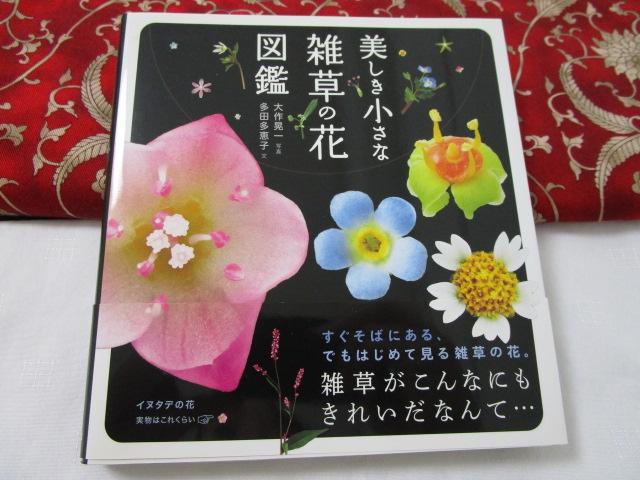 �����������ȎG���̉Ԑ}�� �ѕt�� �̎ʐ^1