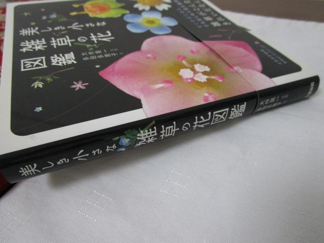 �����������ȎG���̉Ԑ}�� �ѕt�� �̎ʐ^5