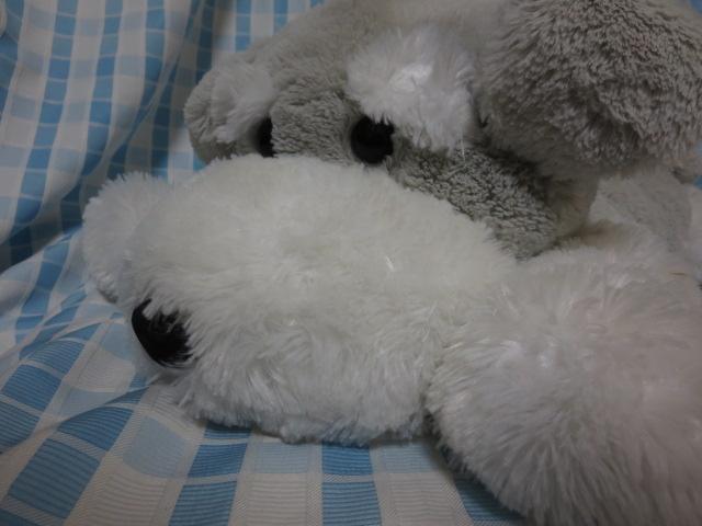 �V���i ��������V���i�E�U�[�Q���ׂ� �ʂ������ 70cm �̎ʐ^1